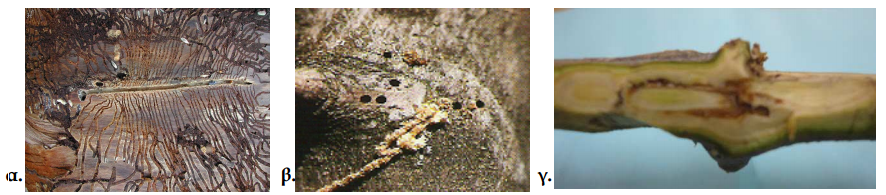 ksylofaga entoma elias