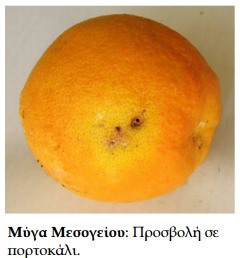 exthroi astheneies esperidoeidwn MYGA MESOGEIOY portokali