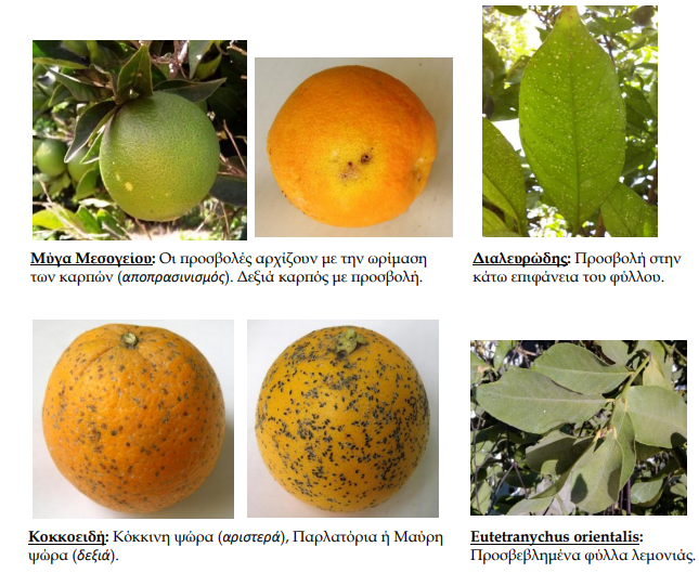 fitoprostasia fthinoporo