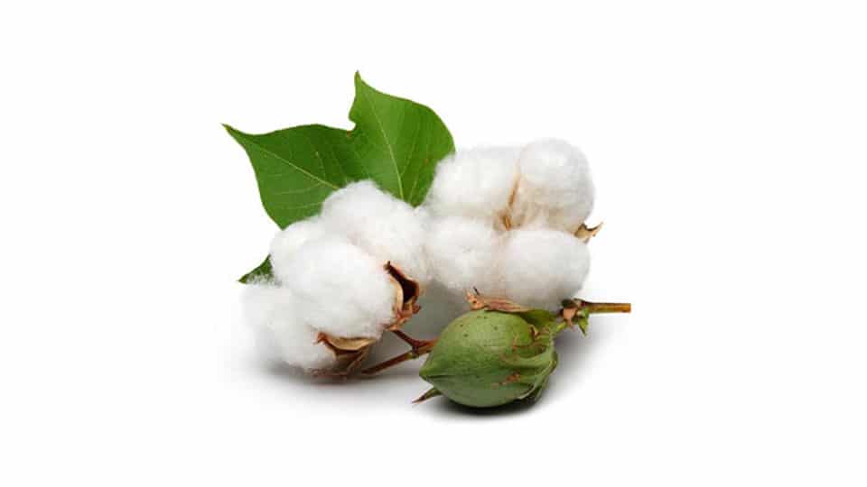 news 12 cotton