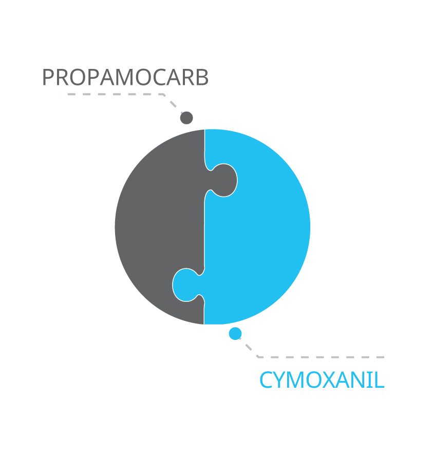 Propamocarb cymoxanil PROXANIL DUO
