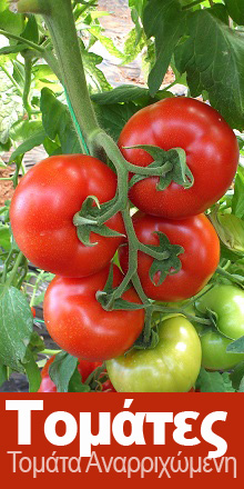 belladona anarixomenes tomates
