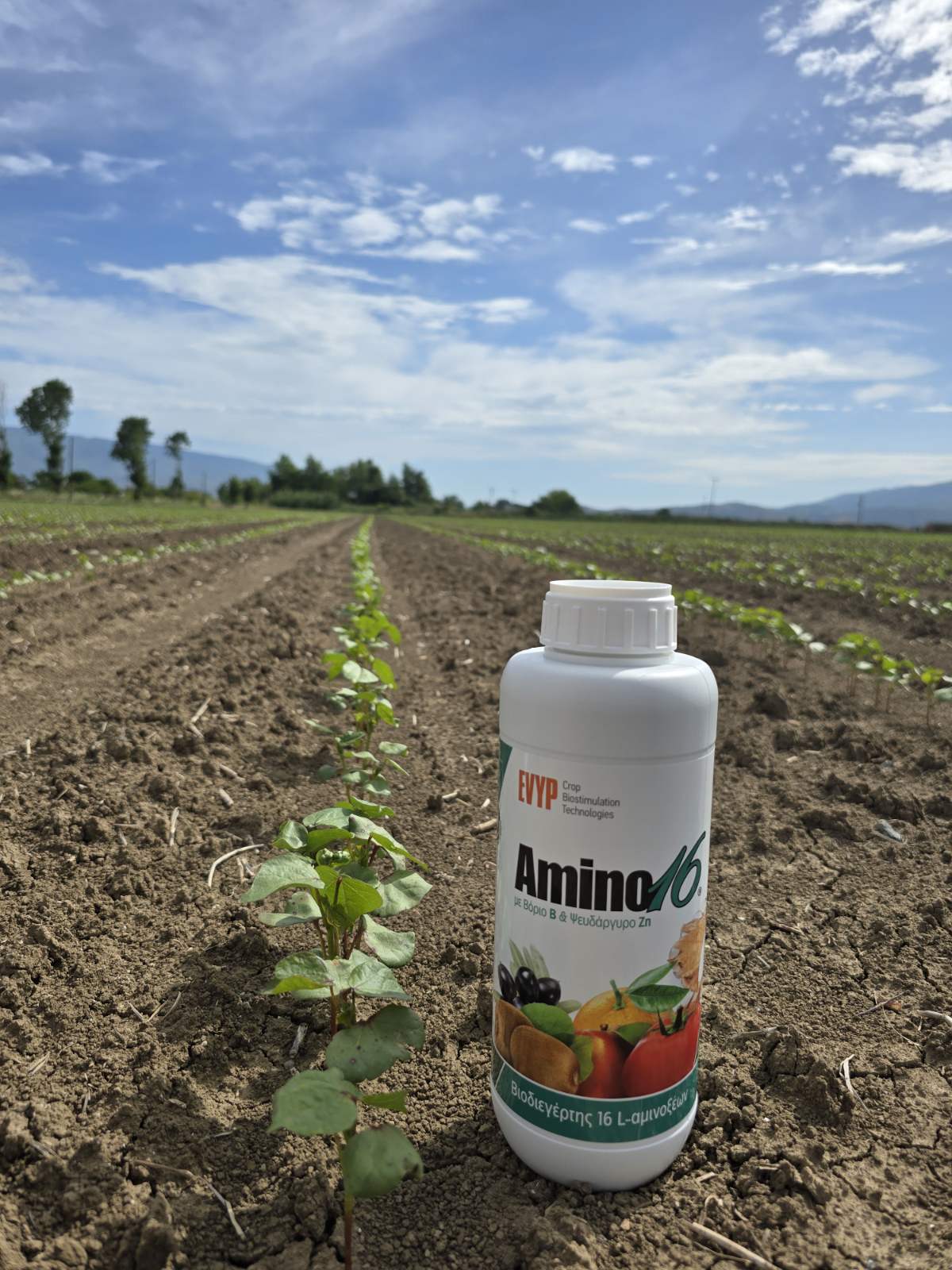 amino16