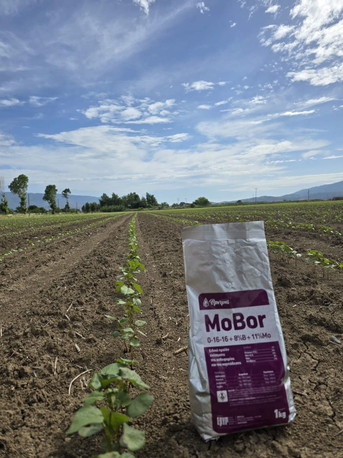 mobor