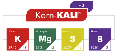 Korn kali Bοριο