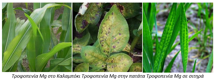 trofopenia magnisiou kalampoki