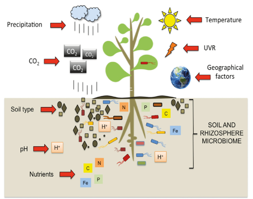 Abiotic factors modulating the soil and rhizosphere microbiome See text for details