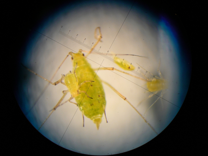 aphid5