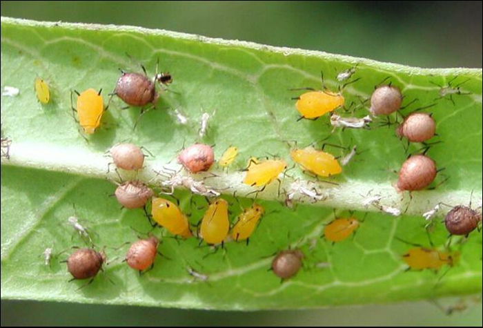 aphids4