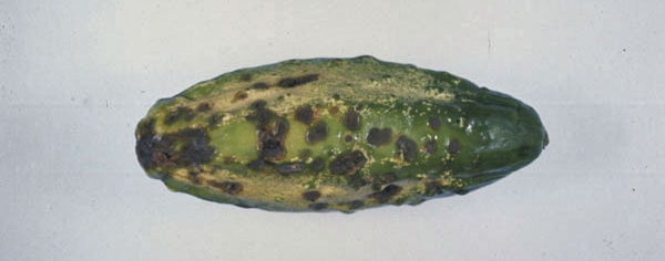 cladosporiumcucumerinum