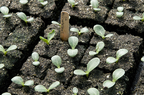 artichokeplanting