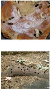 Anoplophora chinensis