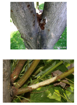 Anoplophora glabripennis