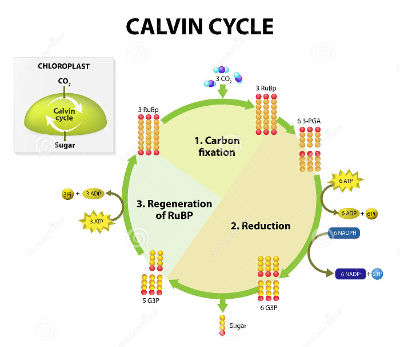 calvincycle