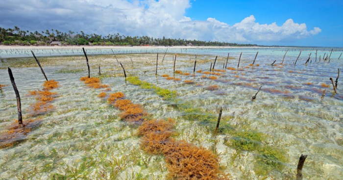 seaweed farming2