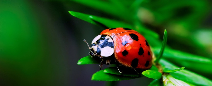 ladybug4
