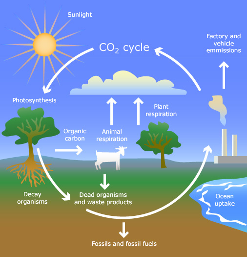 CO2 cycle