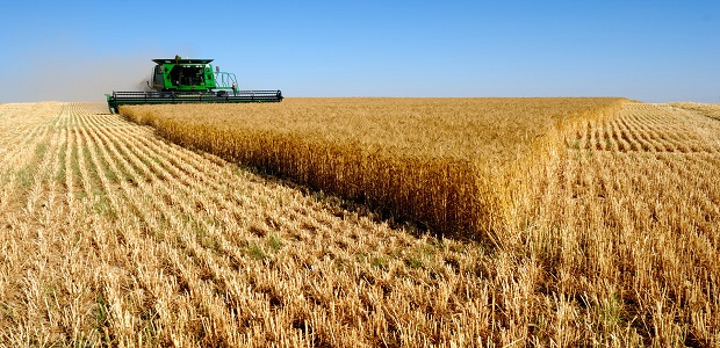 wheat field 65