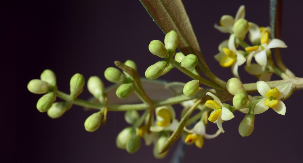 olive tree flower cold