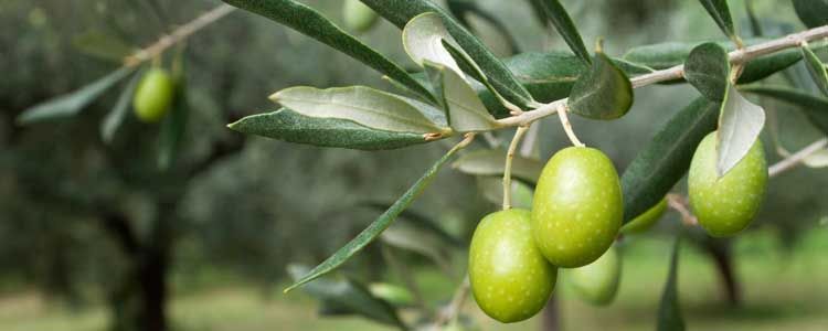 abonado del olivo