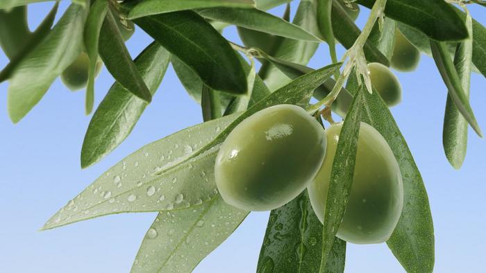 water olive tree 338c7597eb7f4a6a