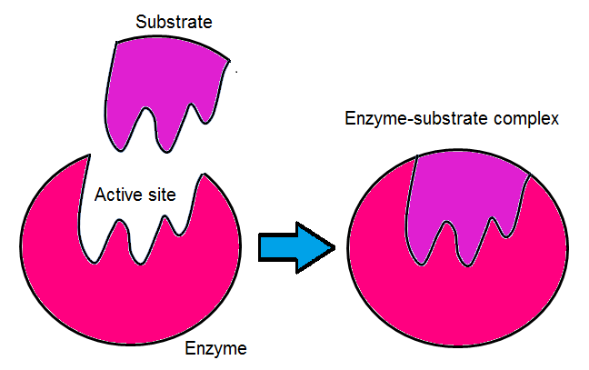 enzyme1