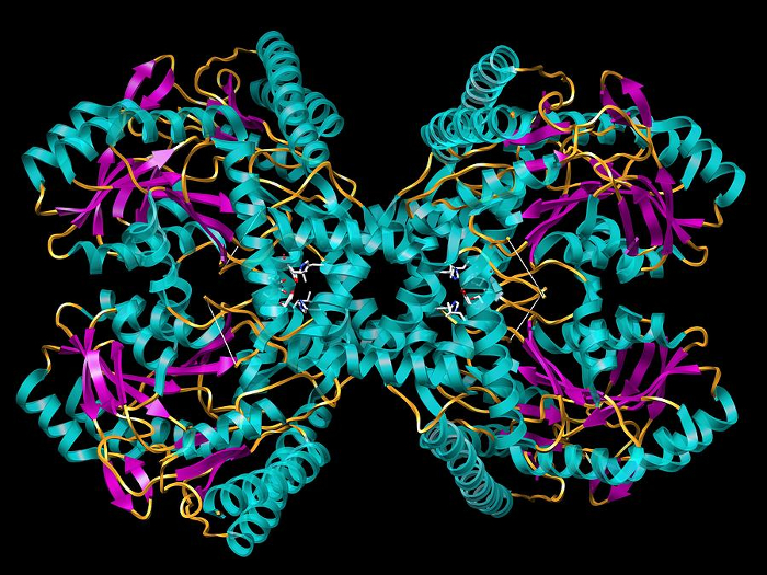 enzyme molecule