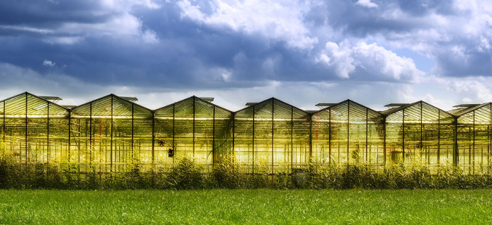 inset greenhousesunset