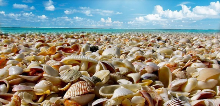 Sea Shells 006 1170x0 c center