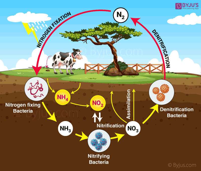 Nitrogen cycle 11