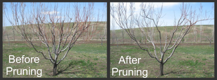 Before and After Pruning Peach Tree