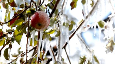 frozen apple trees