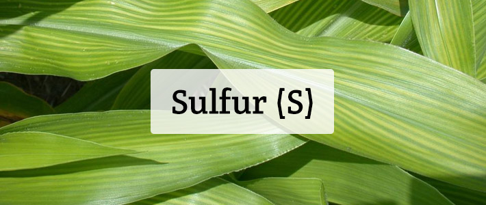 sulphur5