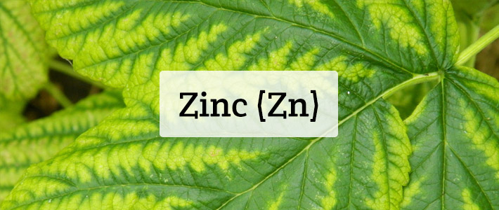 zinc 2