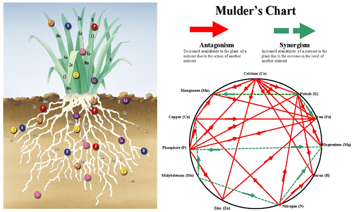 mulders chart nutrients