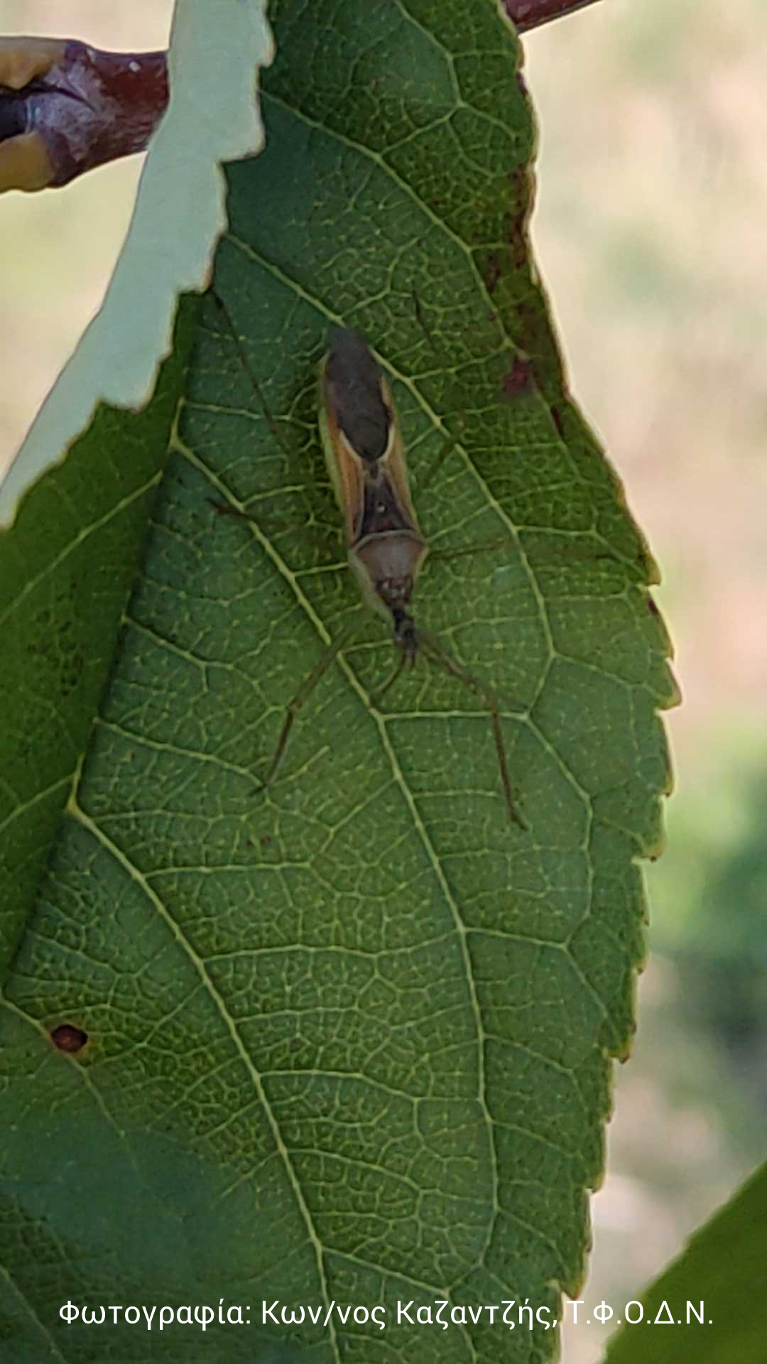 Zelus renardii 2