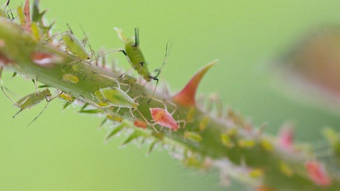 insect2