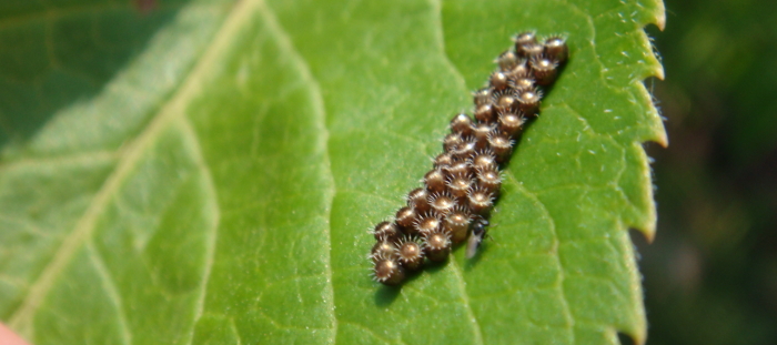 insect3
