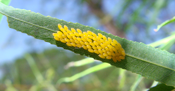 insectegg5