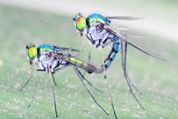 insectsex