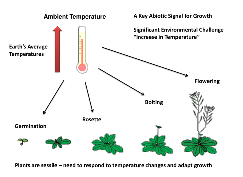 Role of Temperature in Plant Growth