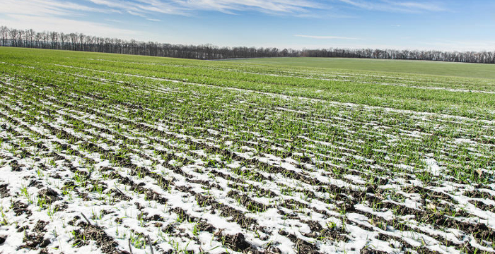 field winter wheat under snow grain covered 48095929