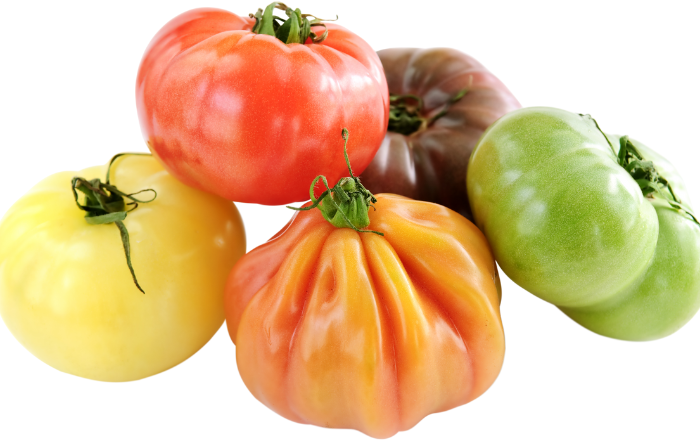 tomatoes coloured