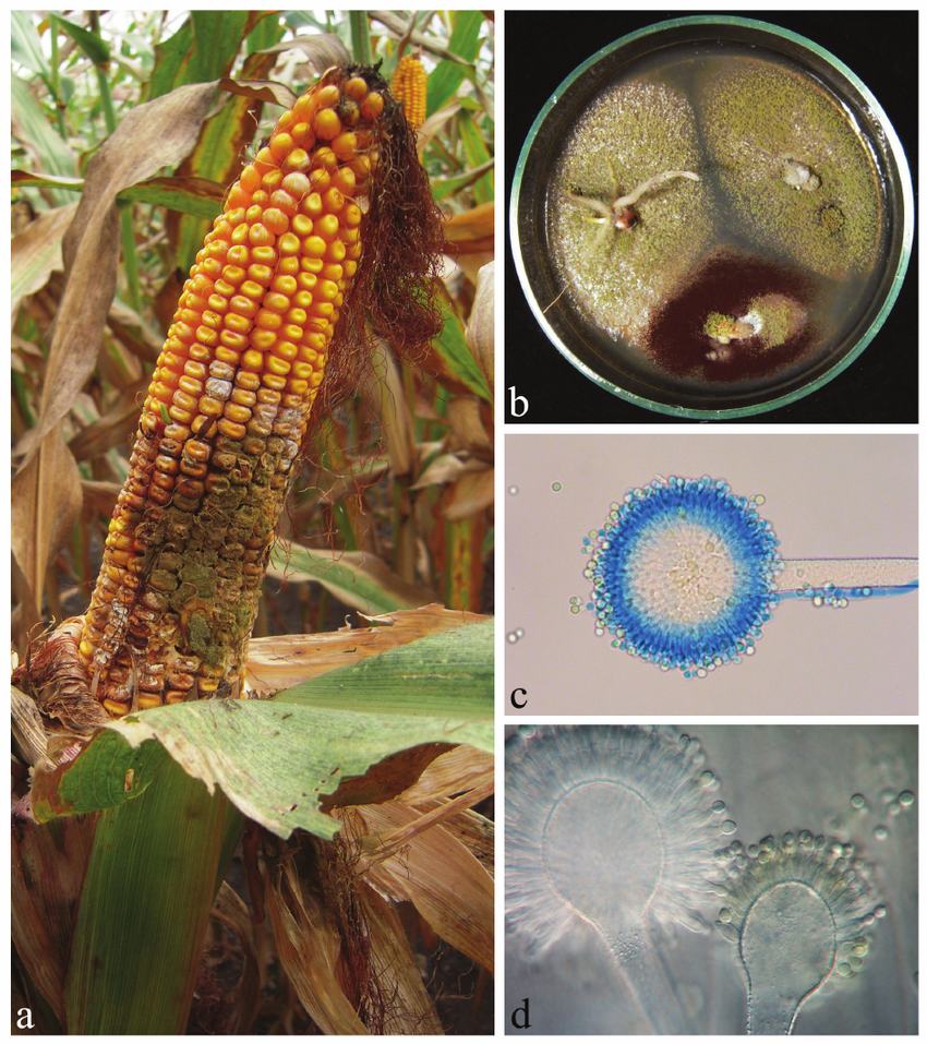 Aspergillus flavus a Occurrence of A flavus on a maize cob b Colonies of A flavus