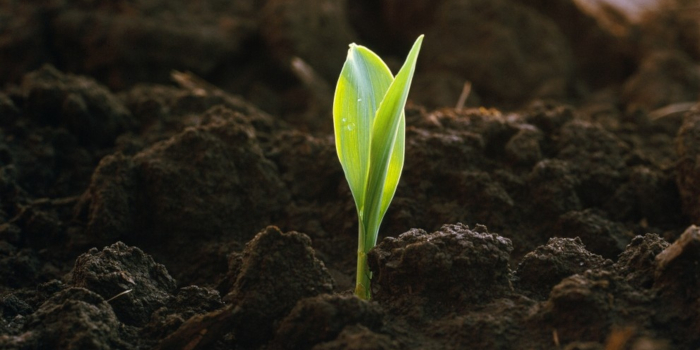 a corn seedling emerging from the soil in early morning light iowa2199672