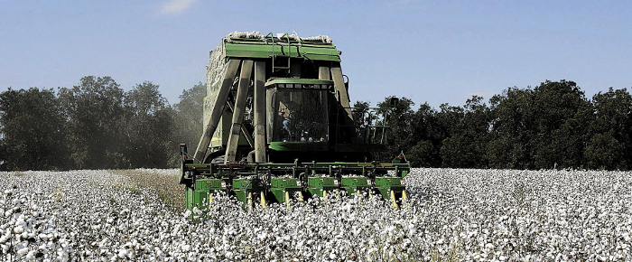 cotton metasyllektika3 crop
