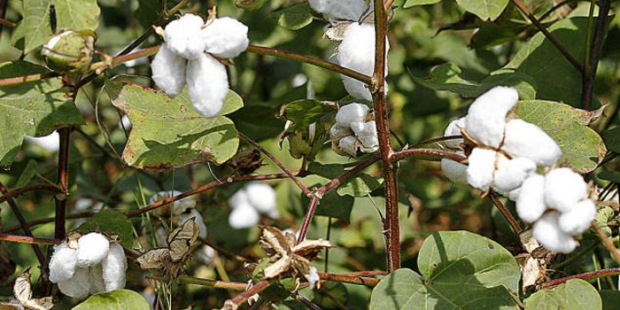 cotton metasyllektika 1