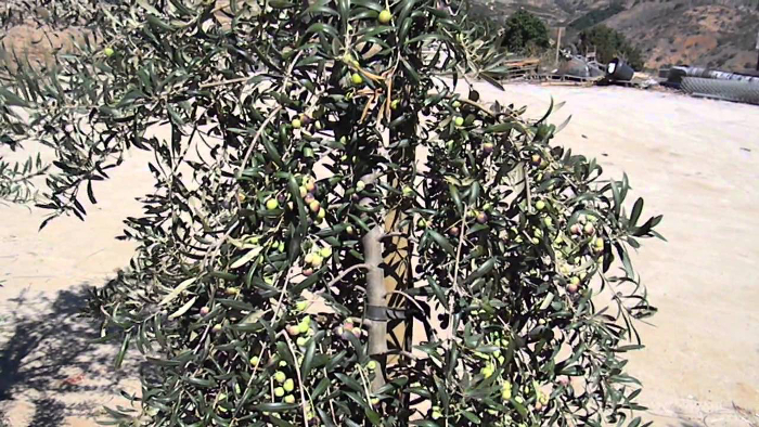 arbequina tree