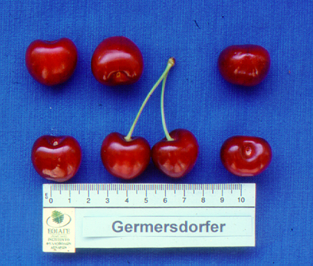 kerasi germersdorfer1