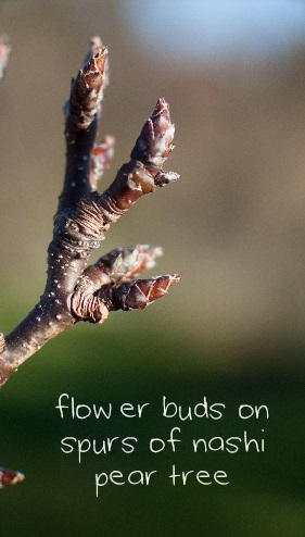 flower buds and spurs on fruit trees 2